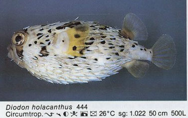 Diodon holacantus